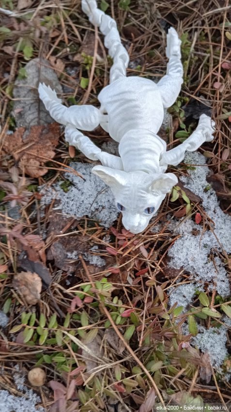 Голубой, голубой или день котиков