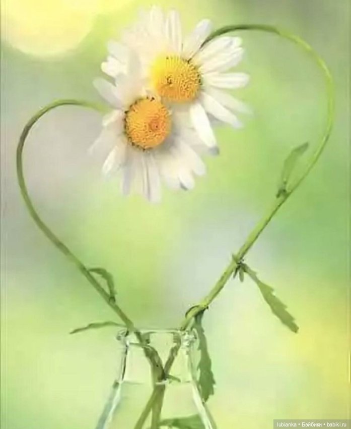 Уже так хочется ромашек🌼🌱