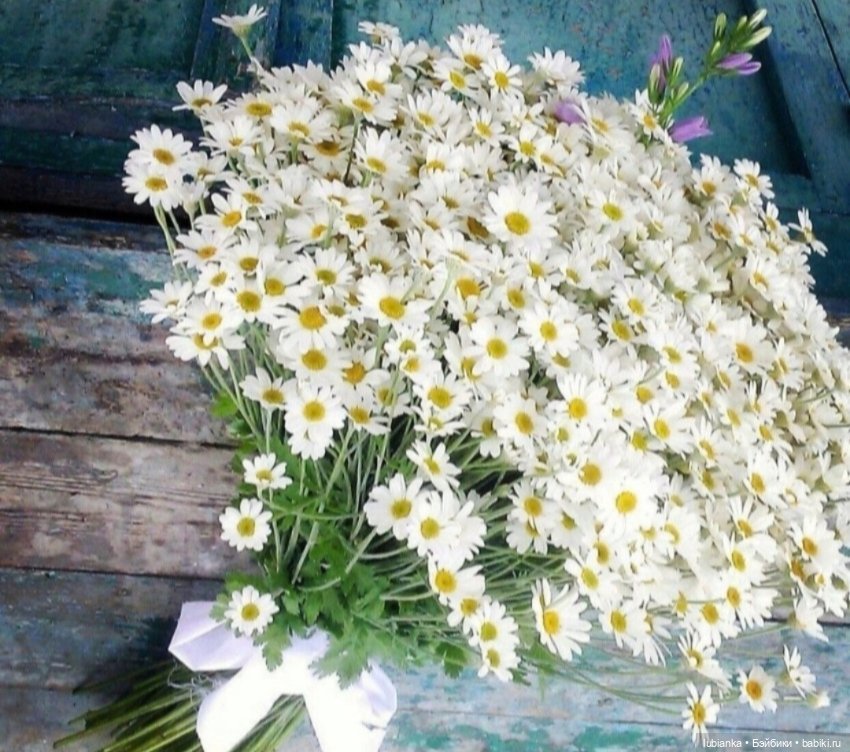 Уже так хочется ромашек🌼🌱