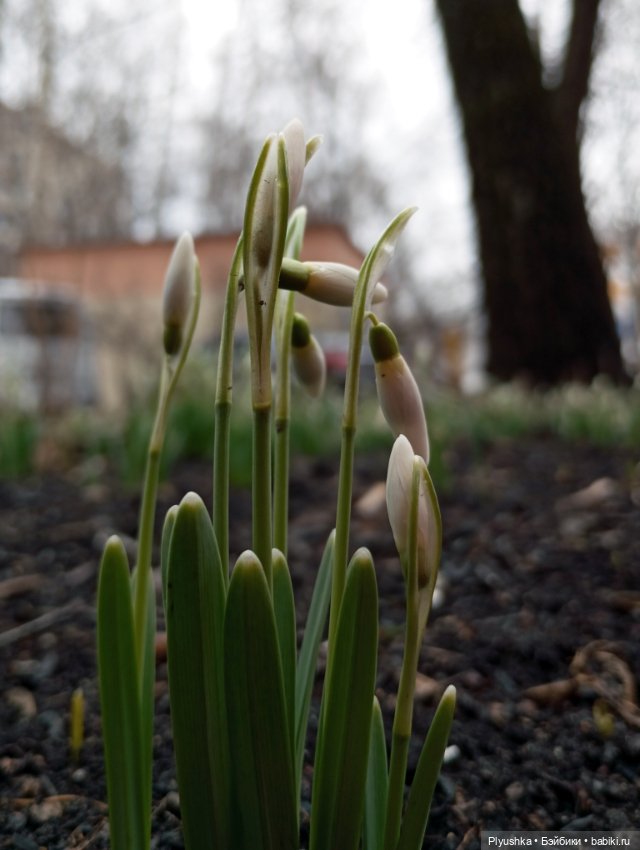 Подснежники и Моланг — Фигурки Киндер Сюрприз (Kinder) (фото 8)