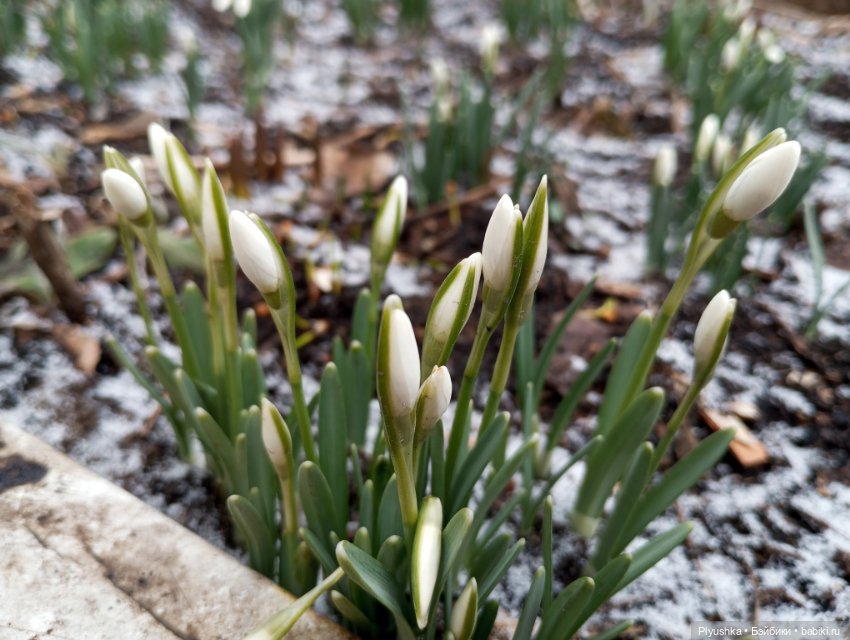 Подснежники и Моланг — Фигурки Киндер Сюрприз (Kinder) (фото 2)