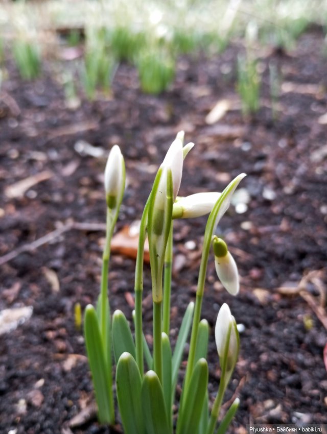 Подснежники и Моланг — Фигурки Киндер Сюрприз (Kinder) (фото 9)