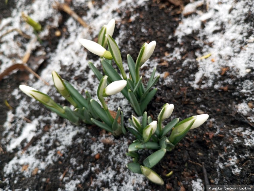 Подснежники и Моланг — Фигурки Киндер Сюрприз (Kinder) (фото 4)