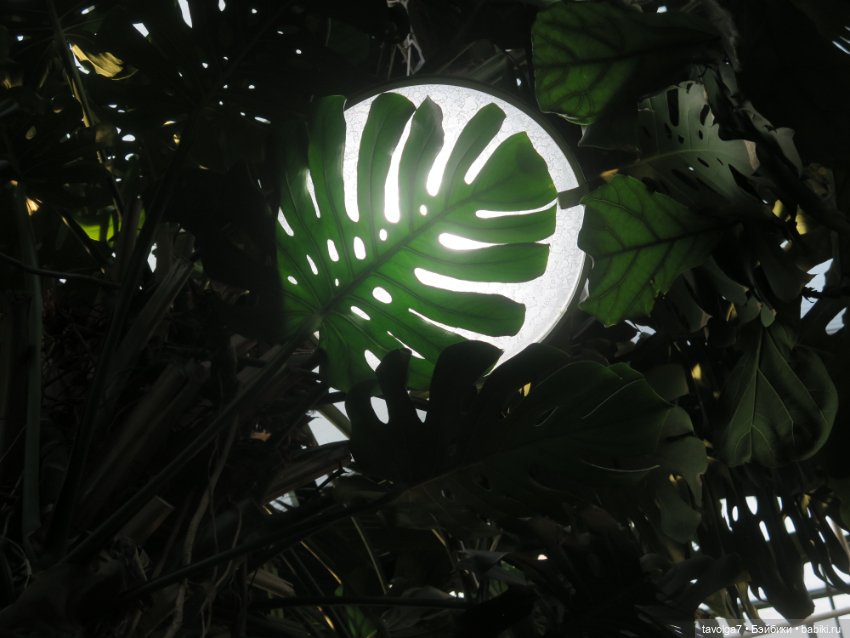 Три очень модных феечки... в Аптекарском Огороде в последний день зимы