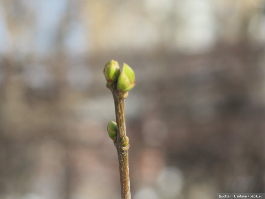 Три очень модных феечки... в Аптекарском Огороде в последний день зимы