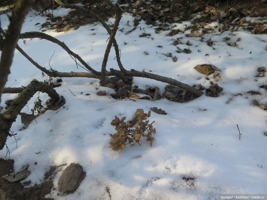 Три очень модных феечки... в Аптекарском Огороде в последний день зимы