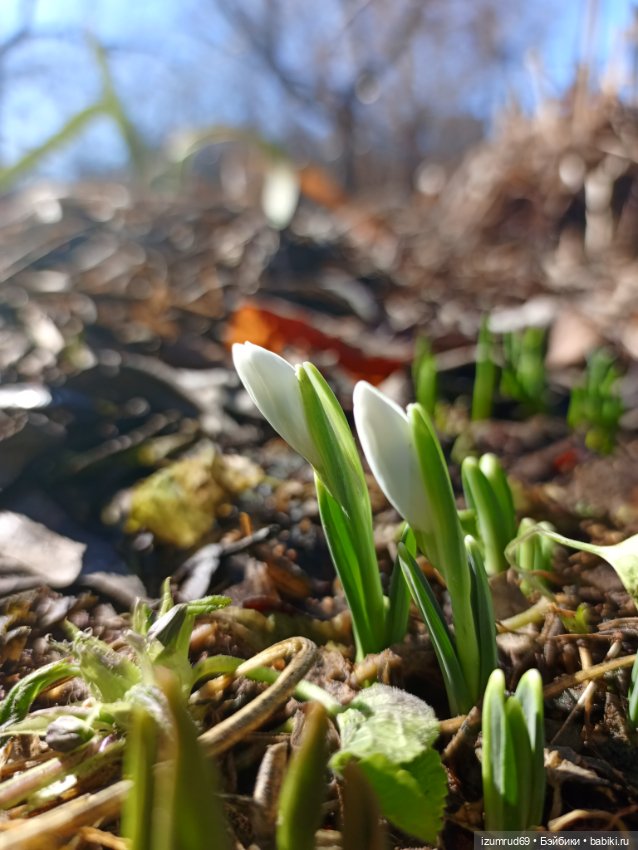 Я рисую цветы! С праздником 8 Марта