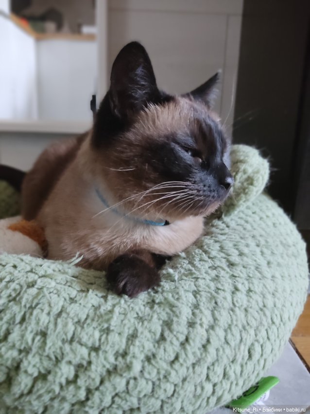 Восьмая марта🥳 — Коллекции шарнирных