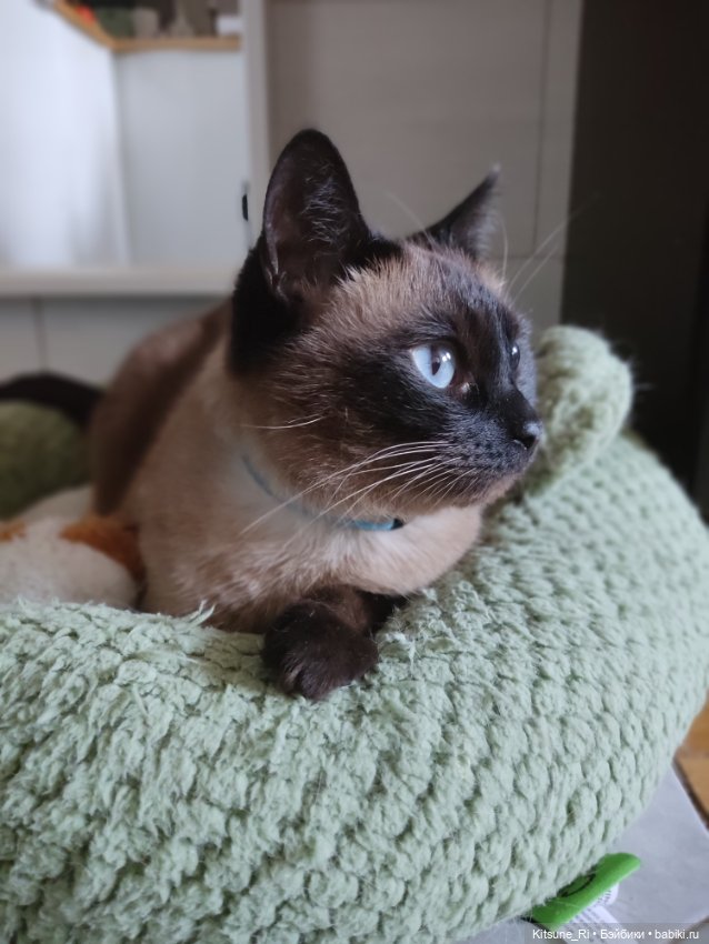 Восьмая марта🥳 — Коллекции шарнирных