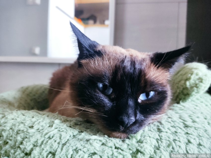 Восьмая марта🥳 — Коллекции шарнирных