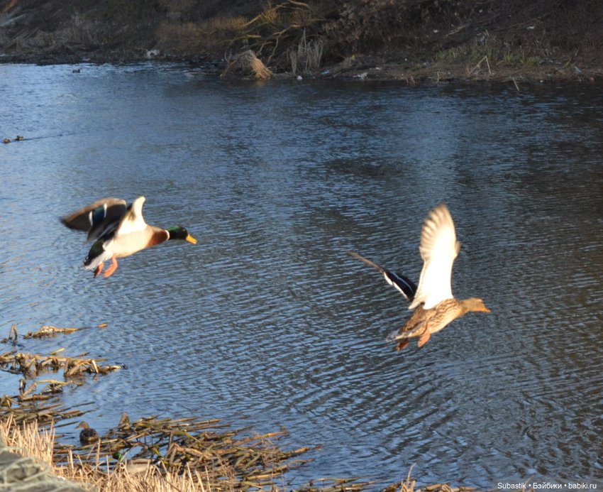 Весна идет — Оригинальные куклы Blythe (Блайз): Takara (фото 10)