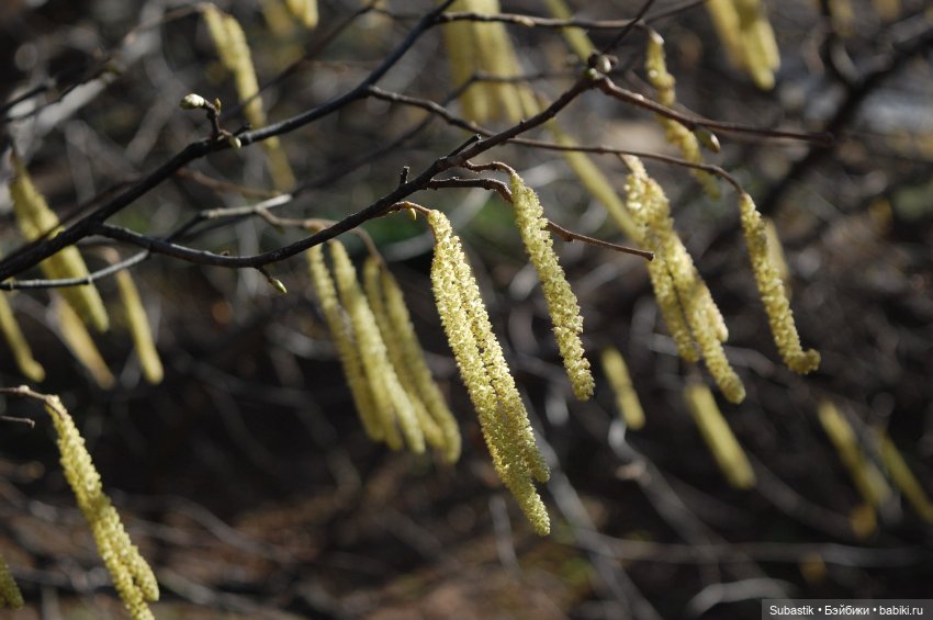 Весна идет — Оригинальные куклы Blythe (Блайз): Takara (фото 4)