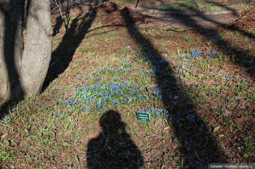 Весна идет — Оригинальные куклы Blythe (Блайз): Takara (фото 3)