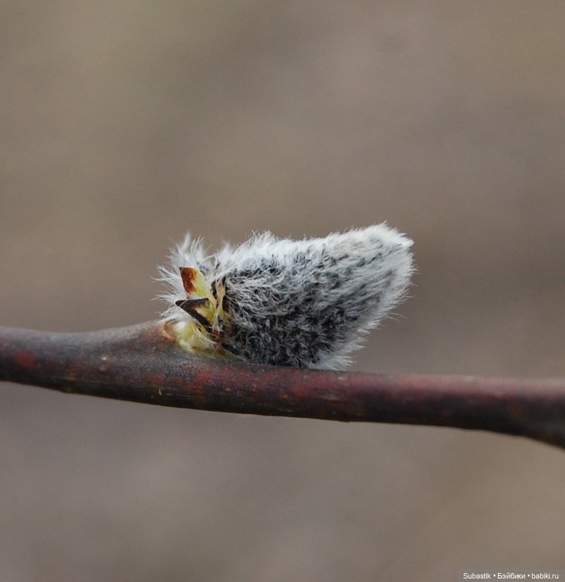 Весна идет — Оригинальные куклы Blythe (Блайз): Takara (фото 6)