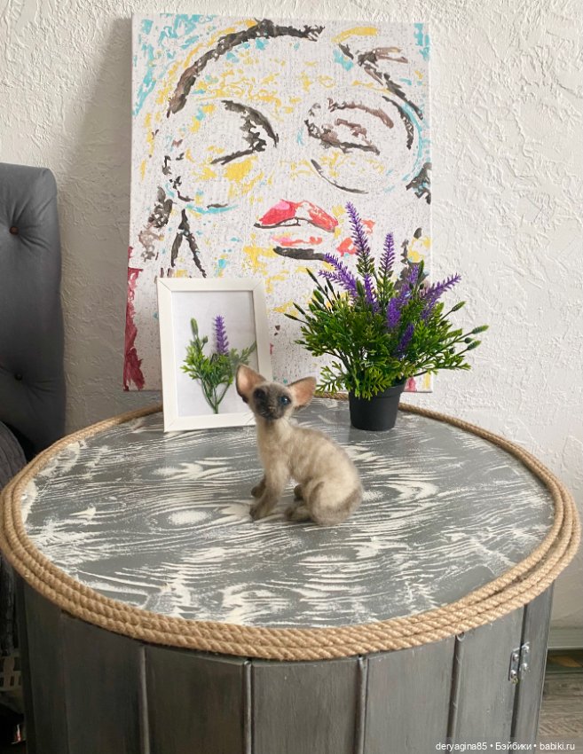 Сиамский котик — Валяные игрушки из шерсти: сухое валяние (фото 8)