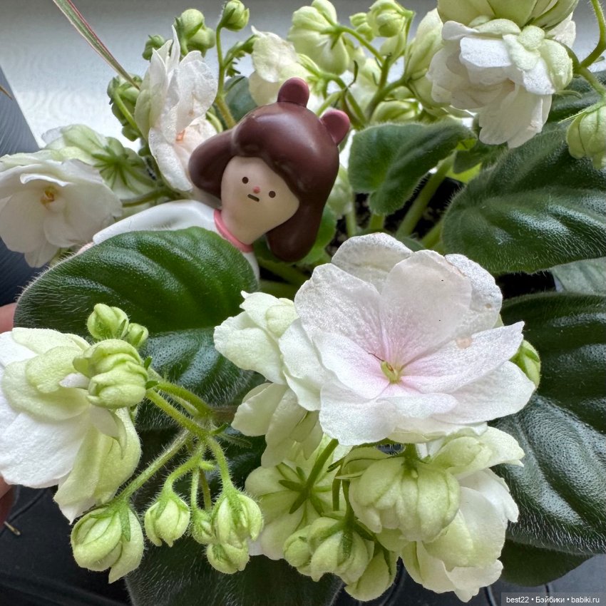 Начало весны ~ 2025 и Kwoni