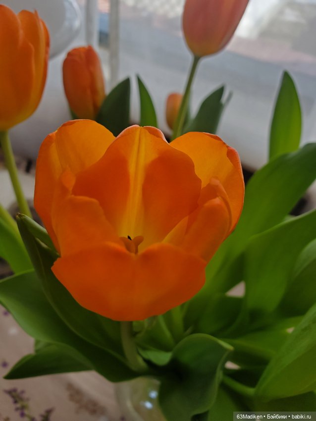 День цвета апельсина 🍊 — Куклы Sylvia Natterer (Сильвия Наттерер): Gotz (фото 3)