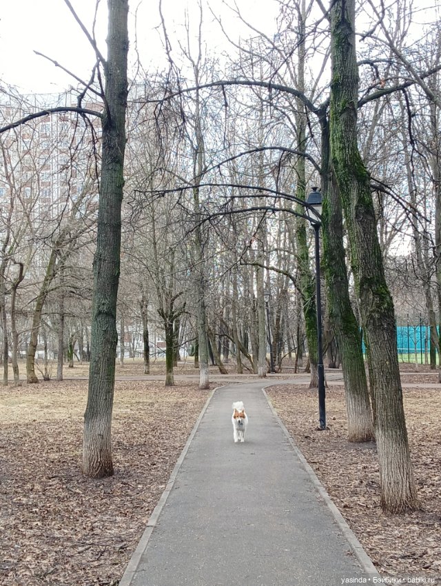 Раз два три четыре пять — Азиатские виниловые куклы (разное): Китай
