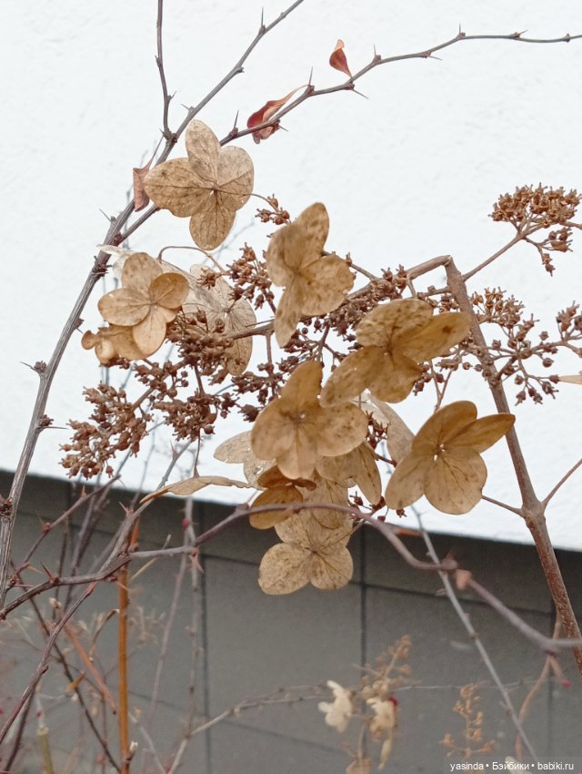 Раз два три четыре пять — Азиатские виниловые куклы (разное): Китай