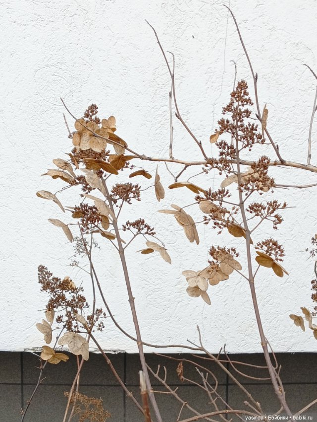 Раз два три четыре пять — Азиатские виниловые куклы (разное): Китай