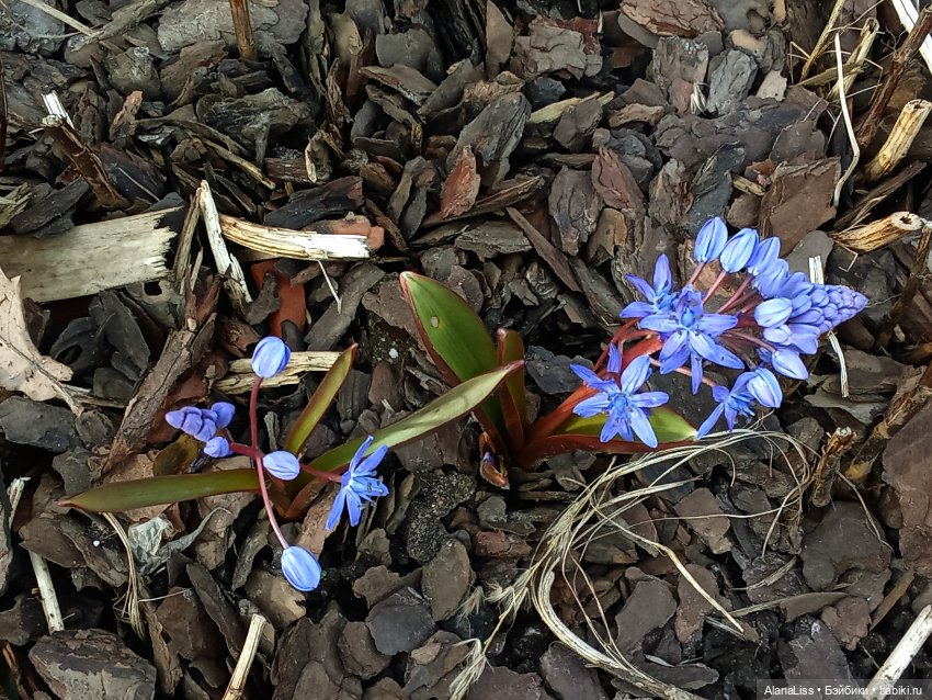 Прогулка в весну — Туризм и путешествия: фотоотчеты из поездок