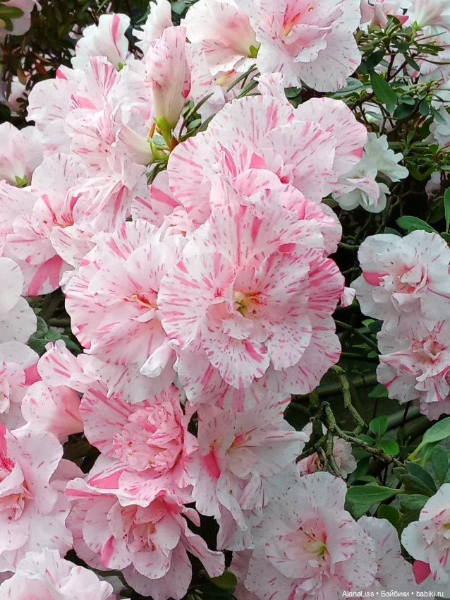 Прогулка в весну — Туризм и путешествия: фотоотчеты из поездок