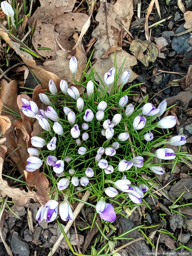 Прогулка в весну — Туризм и путешествия: фотоотчеты из поездок