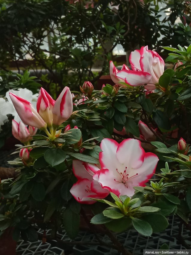 Прогулка в весну — Туризм и путешествия: фотоотчеты из поездок