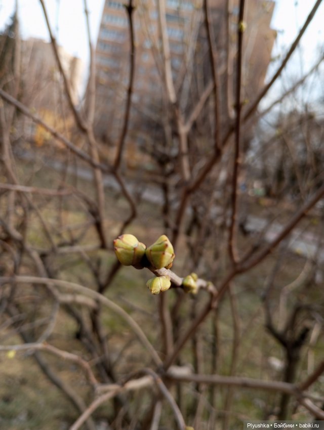 Буся и подснежники — Азиатские виниловые куклы (разное): Китай