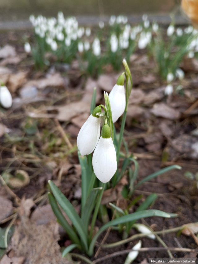 Буся и подснежники — Азиатские виниловые куклы (разное): Китай (фото 2)