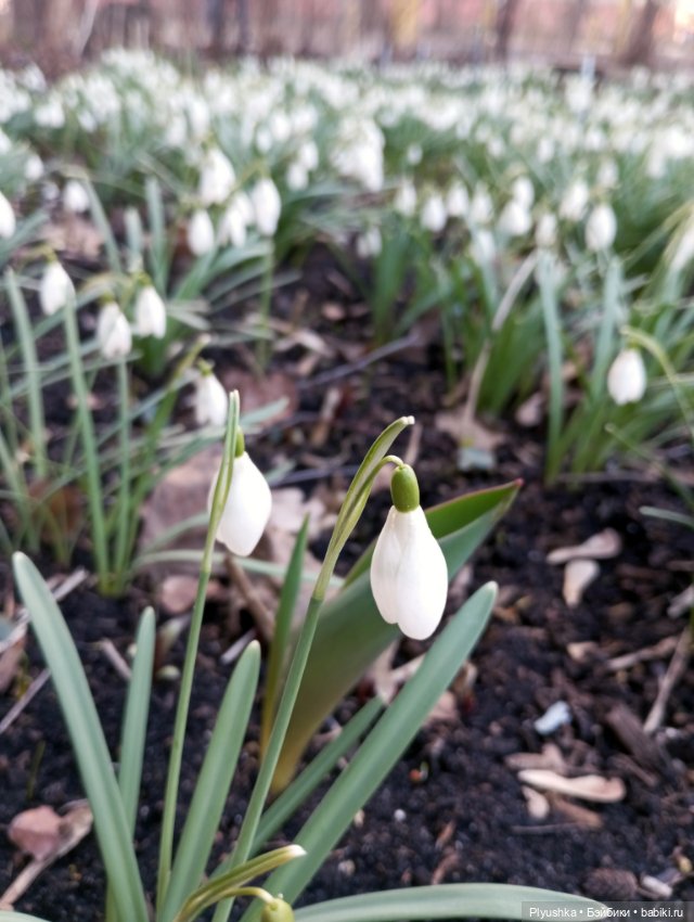 Буся и подснежники — Азиатские виниловые куклы (разное): Китай (фото 7)