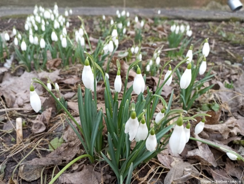 Буся и подснежники — Азиатские виниловые куклы (разное): Китай (фото 4)