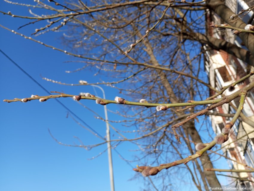 Буся и подснежники — Азиатские виниловые куклы (разное): Китай