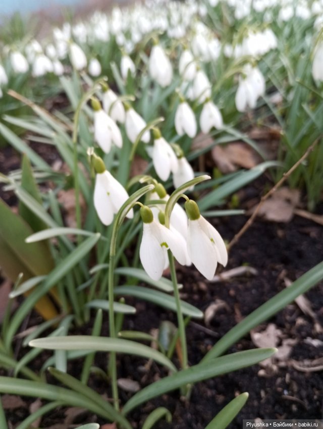 Буся и подснежники — Азиатские виниловые куклы (разное): Китай