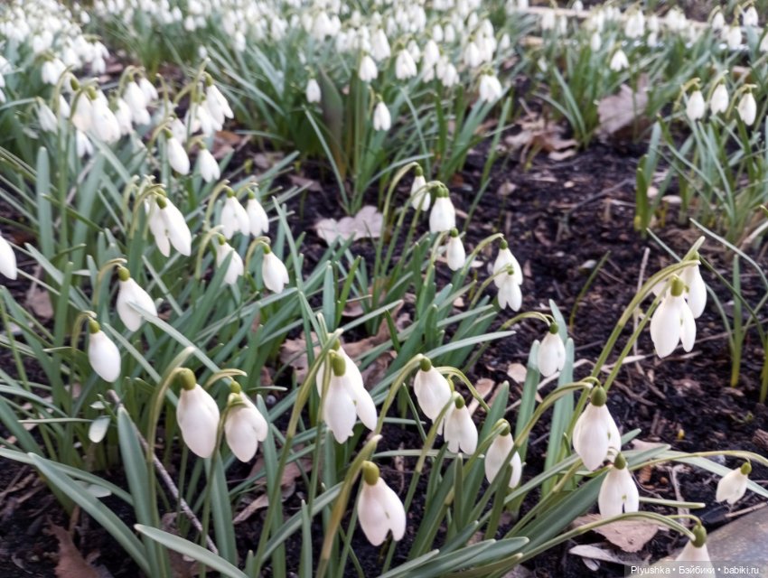 Буся и подснежники — Азиатские виниловые куклы (разное): Китай (фото 5)