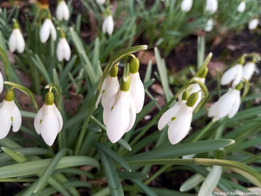 Буся и подснежники — Азиатские виниловые куклы (разное): Китай (фото 10)