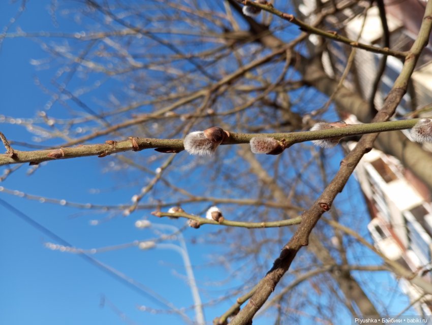 Буся и подснежники — Азиатские виниловые куклы (разное): Китай