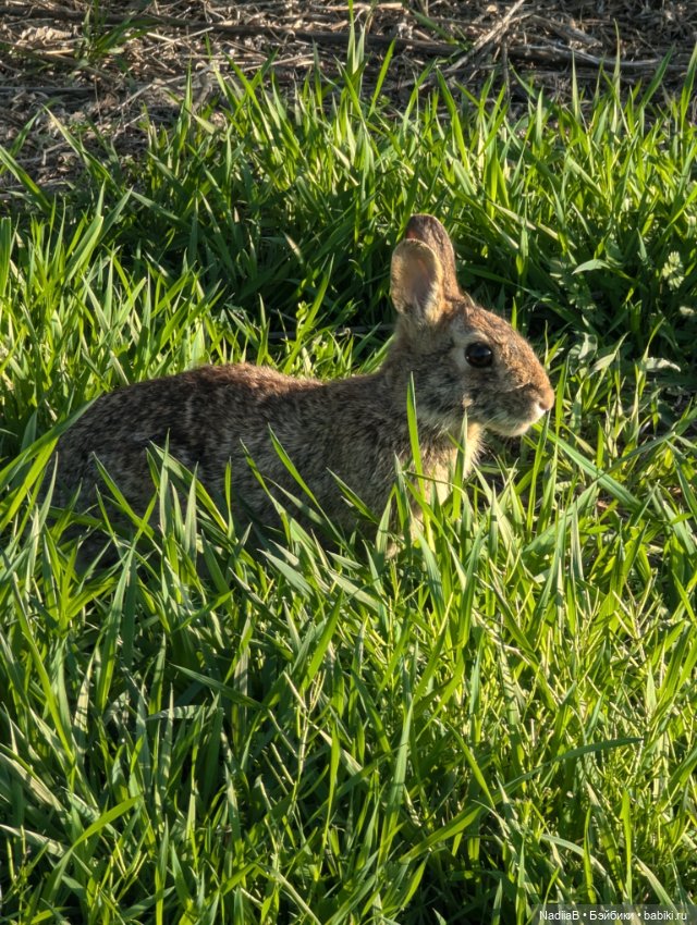 Helen Kich и ее малышки весной