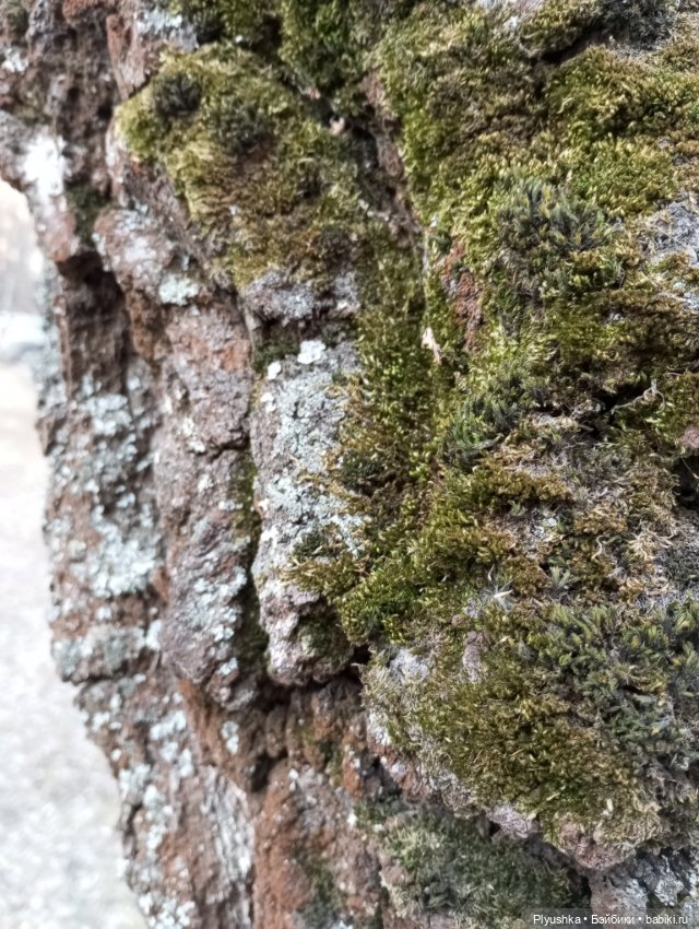 Ура! Аука приехала — Домашние фото авторских кукол: личные коллекции (фото 2)