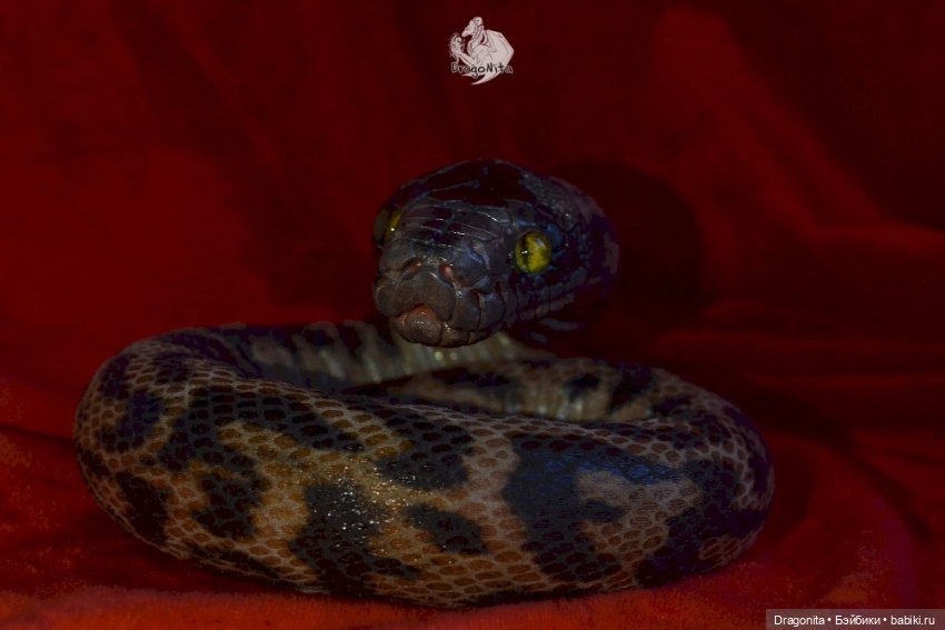 Питон Супчик — Авторские портретные куклы по фото: галерея работ