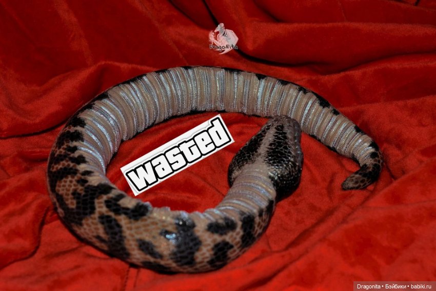 Питон Супчик — Авторские портретные куклы по фото: галерея работ