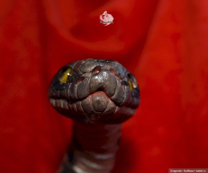 Питон Супчик — Авторские портретные куклы по фото: галерея работ