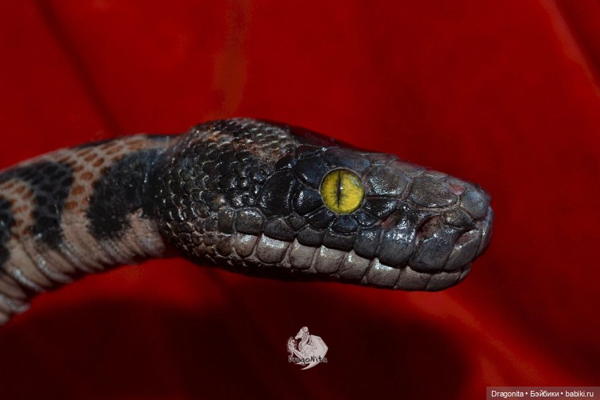 Питон Супчик — Авторские портретные куклы по фото: галерея работ