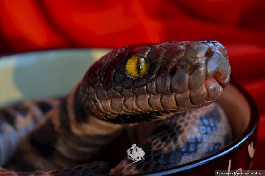 Питон Супчик — Авторские портретные куклы по фото: галерея работ (фото 7)