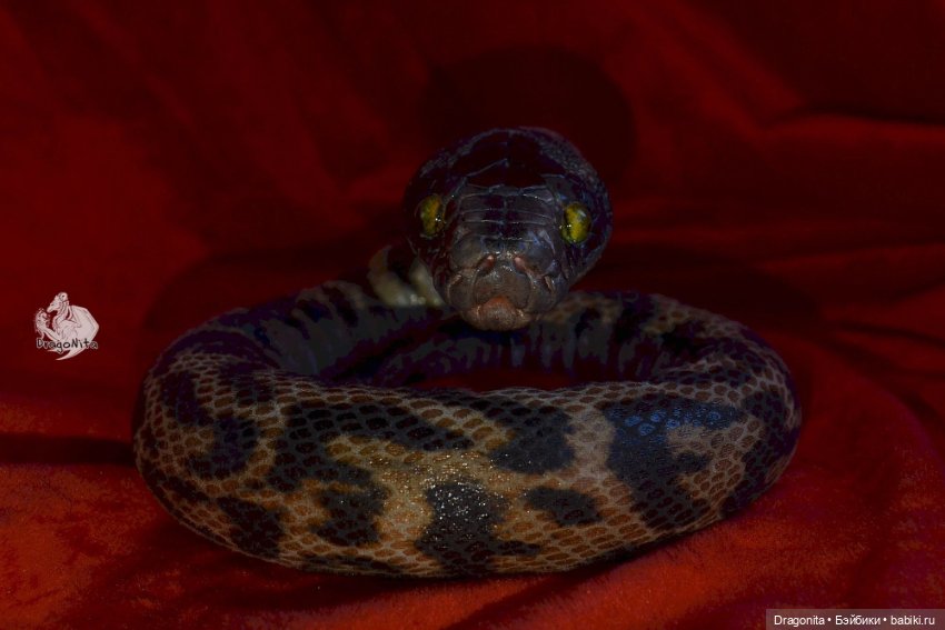 Питон Супчик — Авторские портретные куклы по фото: галерея работ