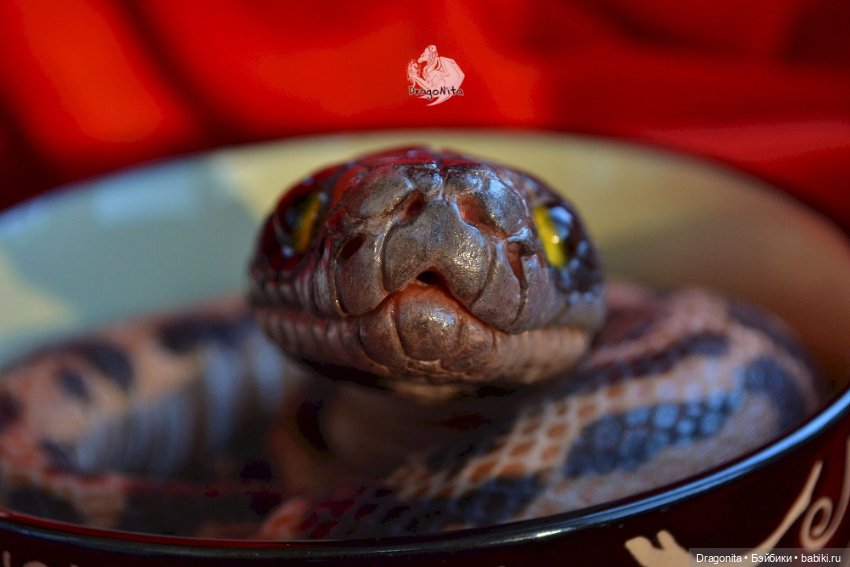 Питон Супчик — Авторские портретные куклы по фото: галерея работ (фото 8)