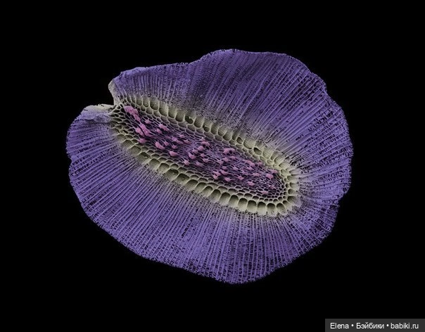 Пыльца под микроскопом от Роберта Кесселера (фото 3)