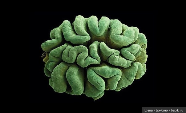 Пыльца под микроскопом от Роберта Кесселера