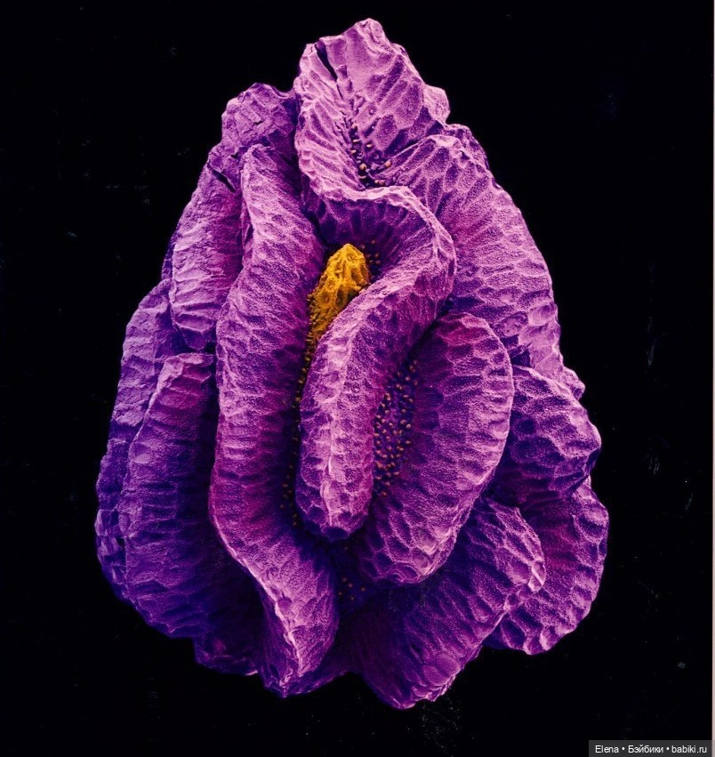 Пыльца под микроскопом от Роберта Кесселера (фото 6)