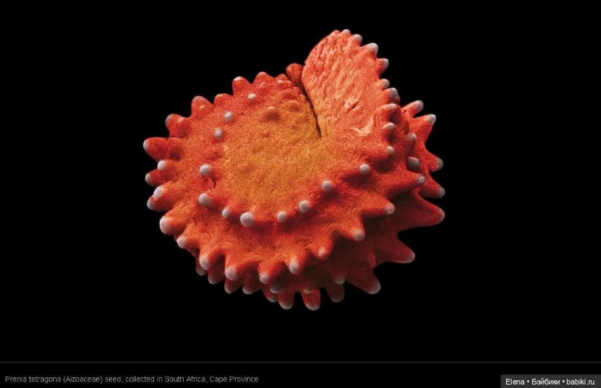 Пыльца под микроскопом от Роберта Кесселера (фото 7)